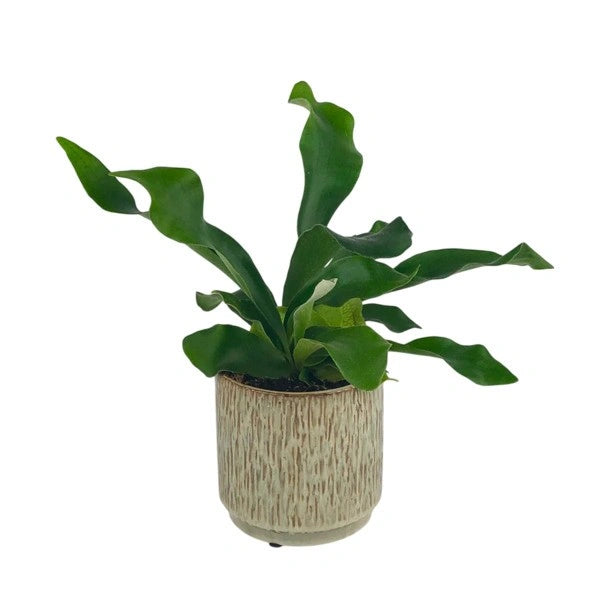 Staghorn Fern - Rare