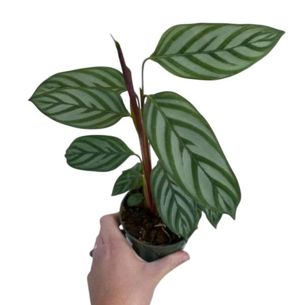 Calathea Setosa, Compact Star