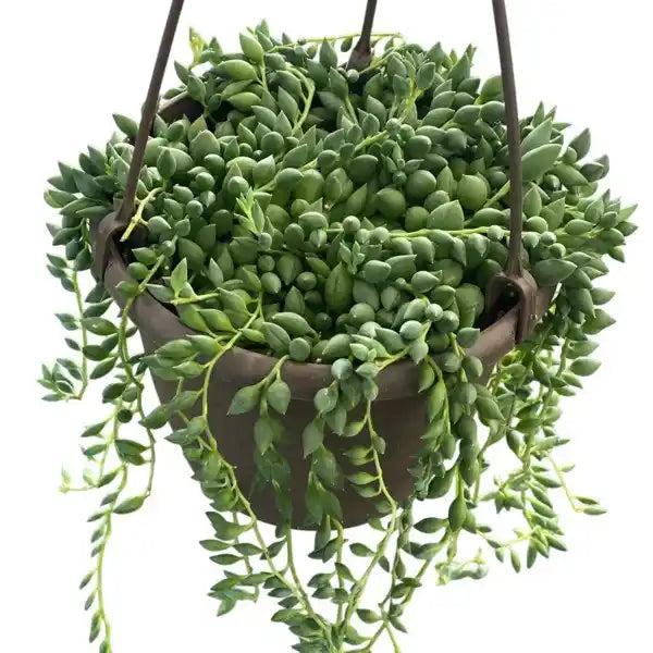 String of Tears (Senecio citriformis or Curio citriformis)