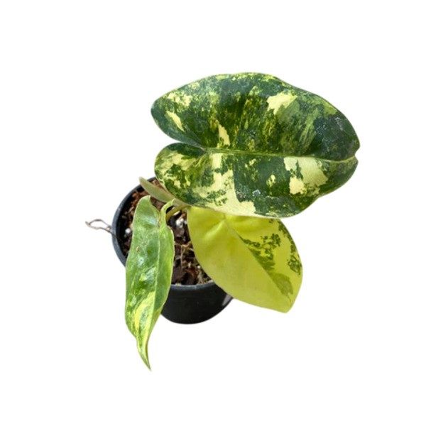Philodendron Burle Marx Miniature Variegated