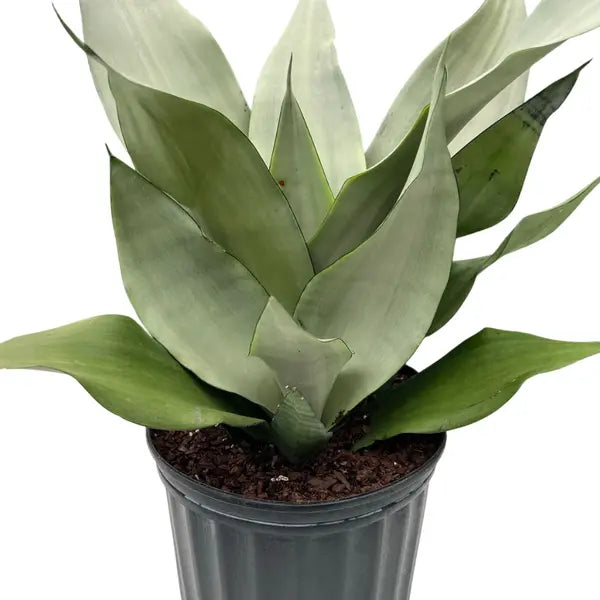 Moonshine Snake Plant