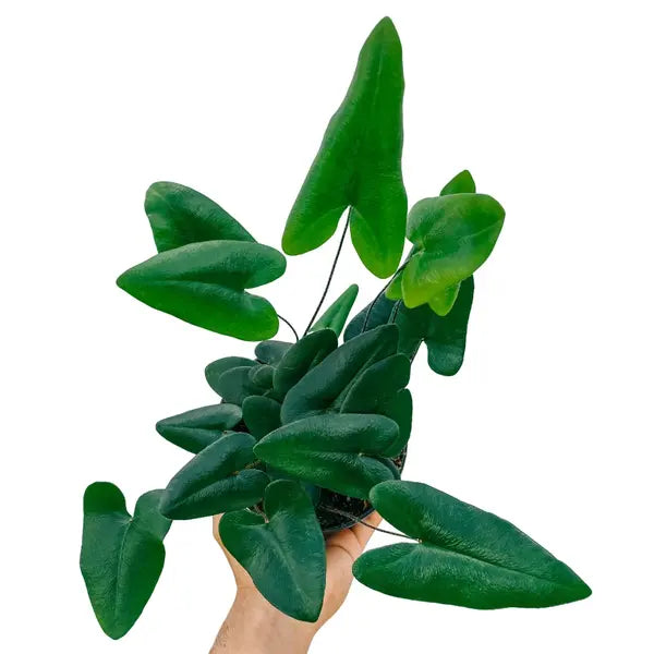 Heart Fern | Hemionitis Arifolia - Rare