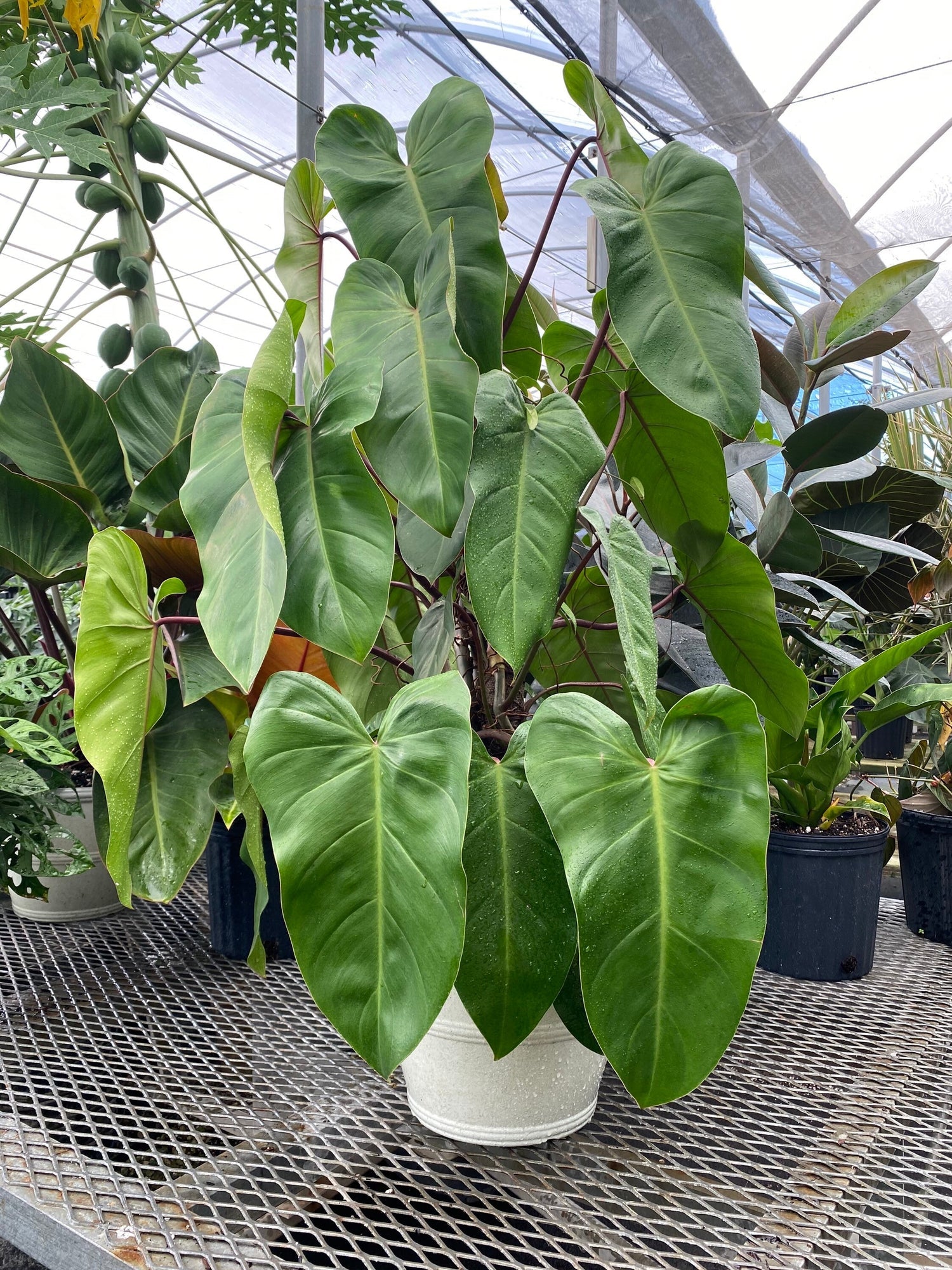 Philodendron emerald Green