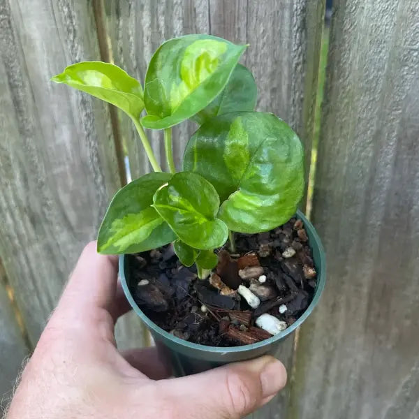Epipremnum Aureum 'Global Green' Pothos - Rare
