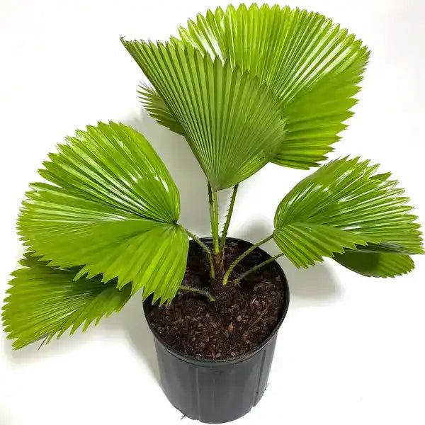Licuala Grandis Fan Palm Tree, Rare and Exotic