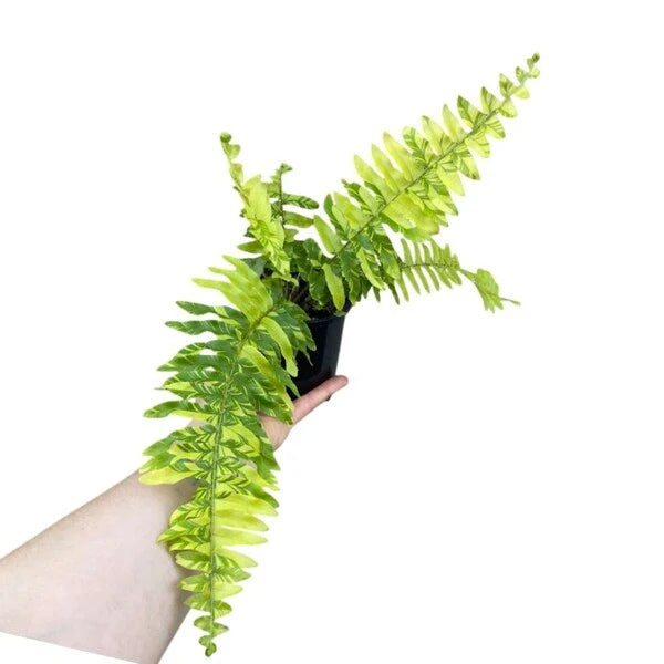Tiger Boston Fern