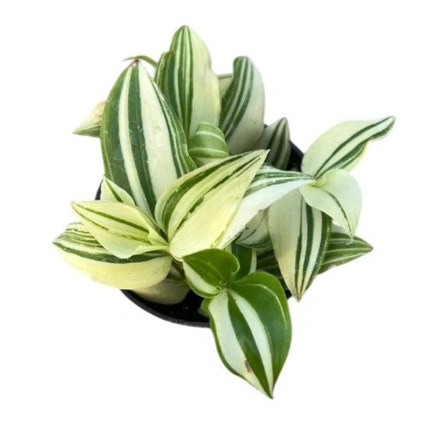 Tradescantia Fluminensis 'Variegata'