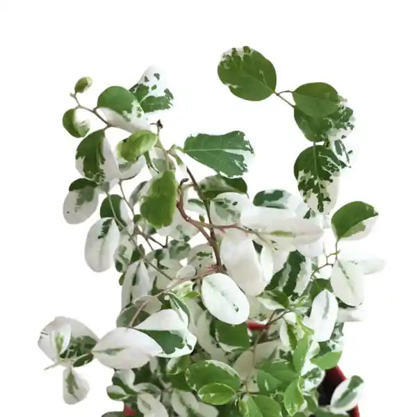 Breynia Disticha, Snow bush