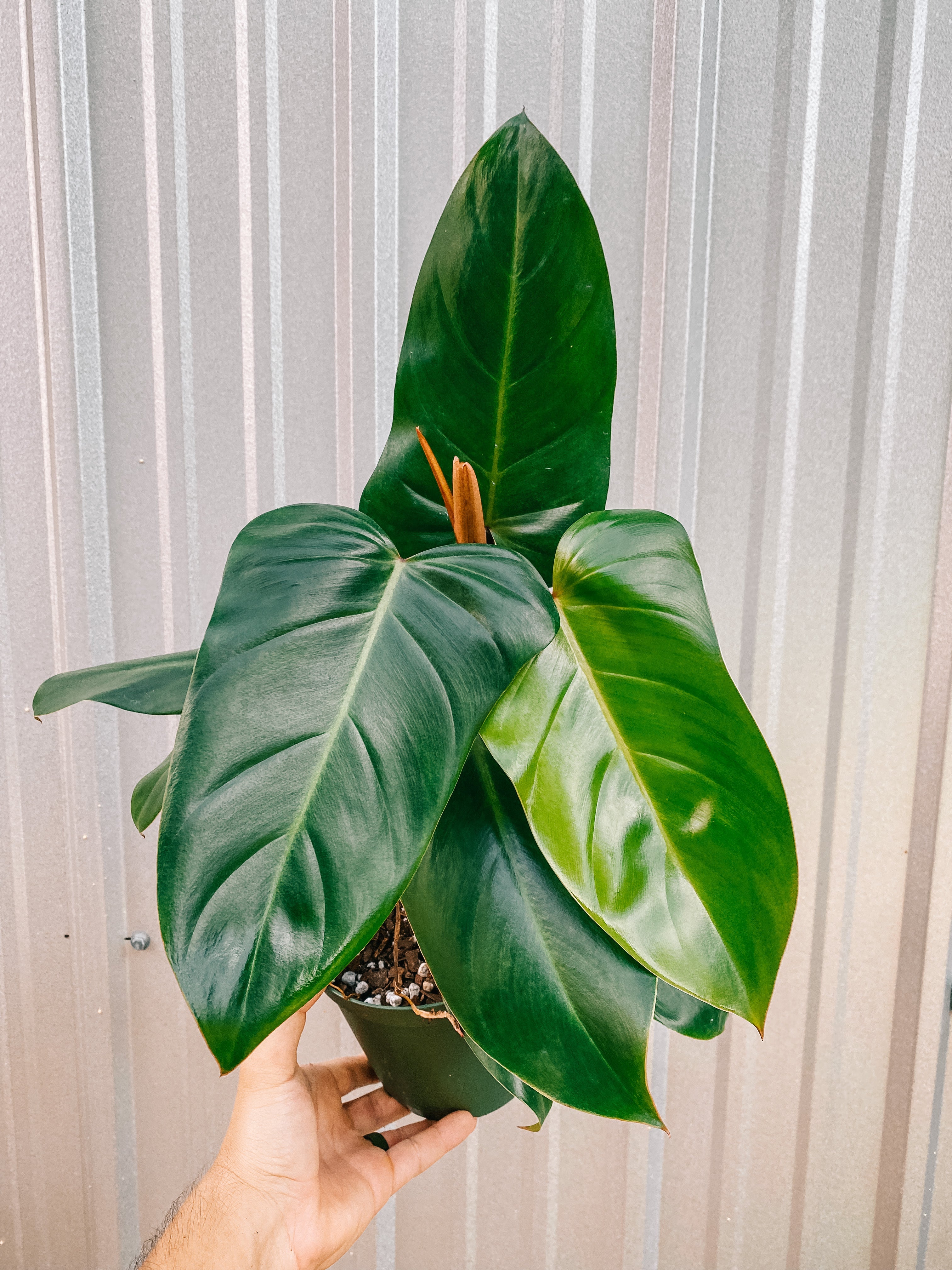Philodendron emerald Green