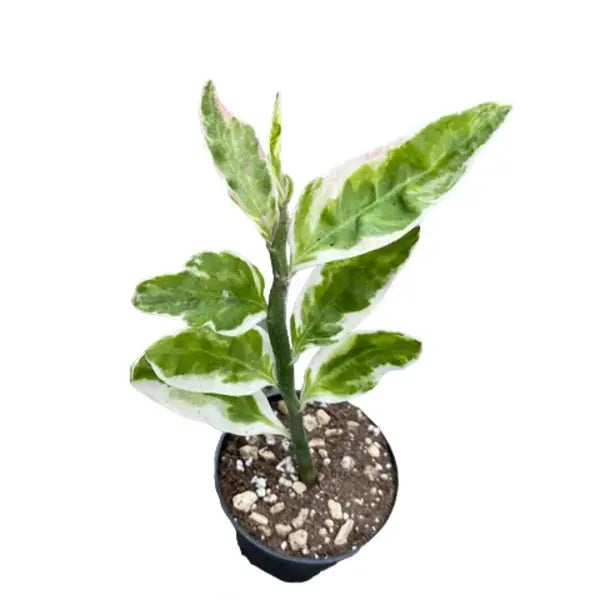 Euphorbia Tithymaloides, Pedilanthus (Variegated)