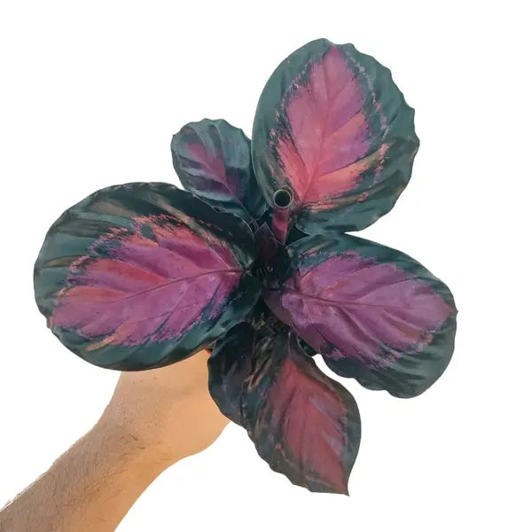 Calathea Rusco: The New Hybrid Beauty with a Pinkish Tinge, Dark Green Border, and Thin White Edges!