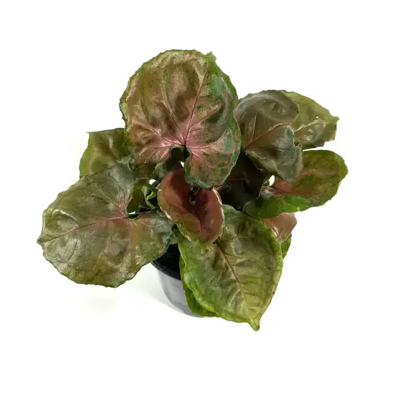 Syngonium Chocolate Miniature