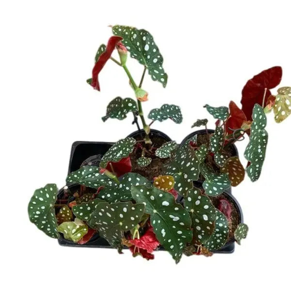 Begonia Maculata Wightii