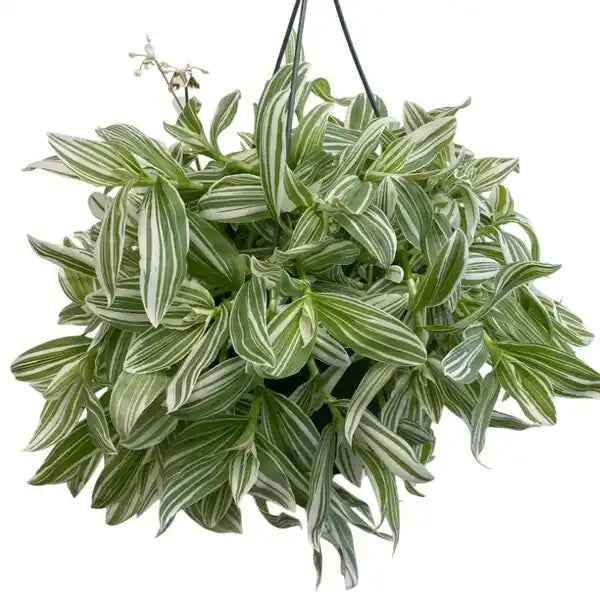 Tradescantia Albiflora 'Albovittata'
