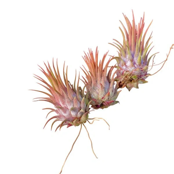 Tillandsia Ionantha Maroon - Air Plant