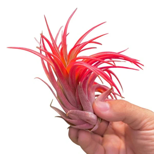 Tillandsia Ionantha Maroon - Air Plant