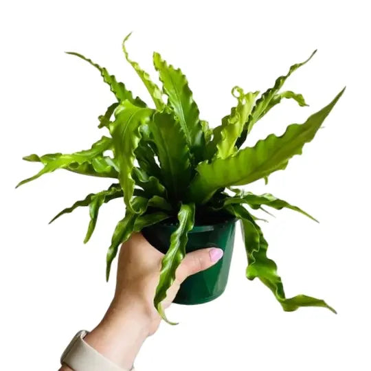Asplenium Venus Bird's Nest Fern