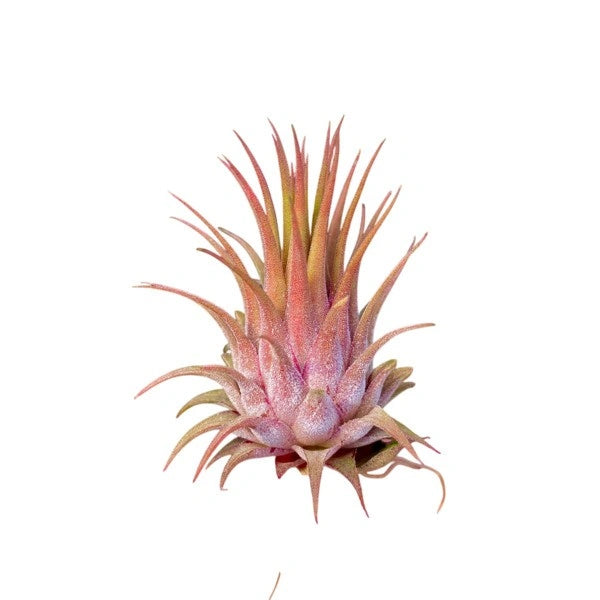 Tillandsia Ionantha Maroon - Air Plant
