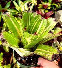 Bromeliad Neoregelia