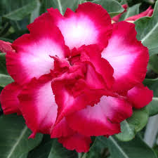 Adenium Plant-123