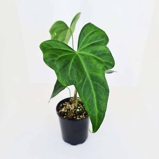 Anthurium Macrolobium- Rare