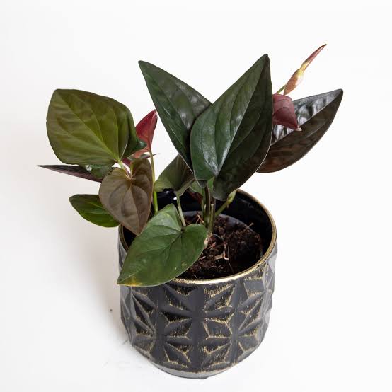 Syngonium Erythrophyllum Red Arrow - Black syngonium