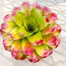 Bromelia Neoregilla Plant