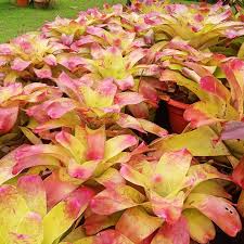 Bromelia yellow plant