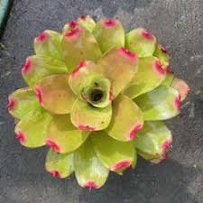 Bromelia Neoregilla Plant