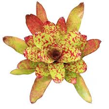 Bromeliads Neoregelia winnie the pooh