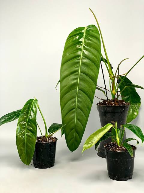 Philodendron patriciae