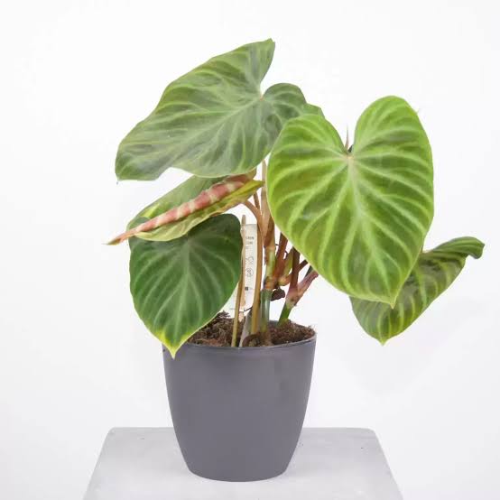 Philodendron Verrucosum Incensi