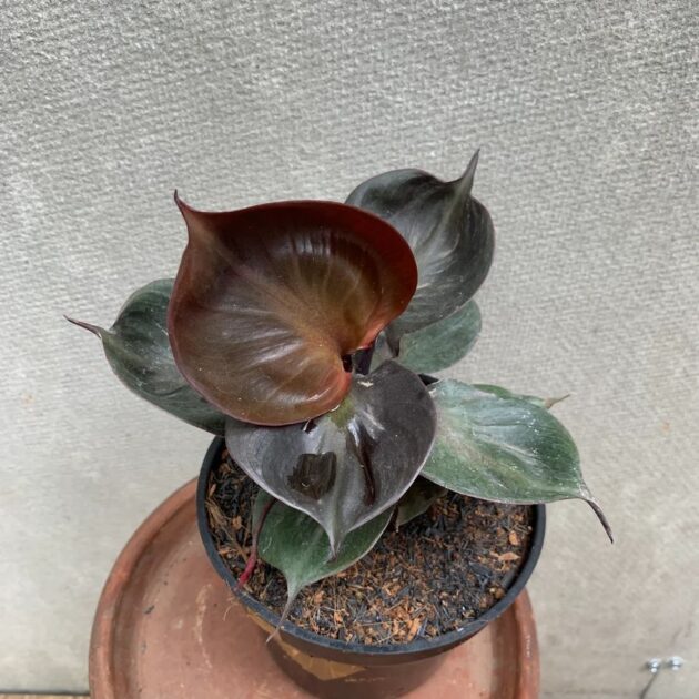 Philodendron Red Heart