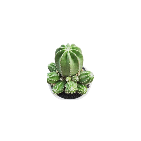 Cactus Echinopsis Inermis