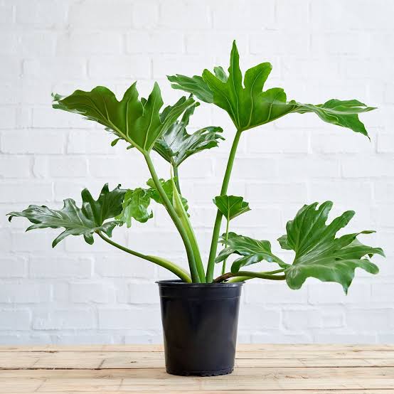 PHILODENDRON SELLOUM | Lickety Split Plant