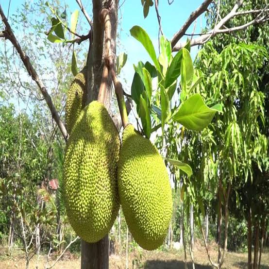 Cambodian Jackfruit Plant - Tropical Fruit Tree - Keyfarm Wayanad