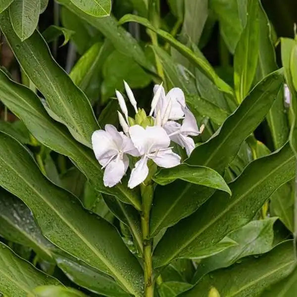 Hedychium Coronarium, Kalyana Sougandhikam