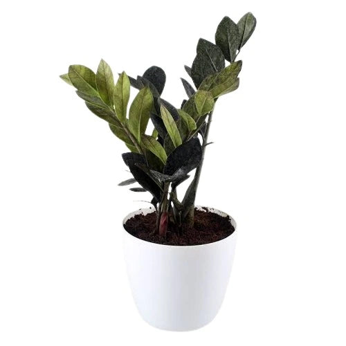 Black zz plant, Raven ZZ Plant - Single Leaf
