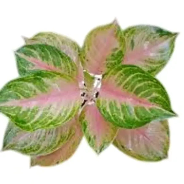 Aglaonema Pink Cabbage