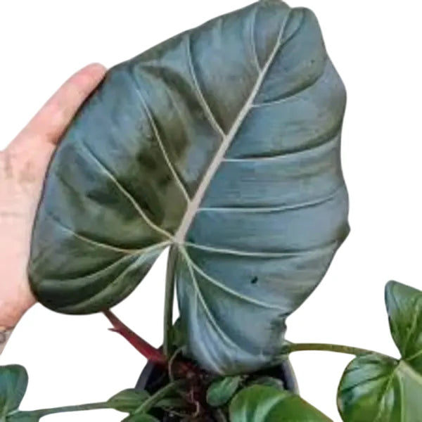 Philodendron Summer Glory Plant - Rare