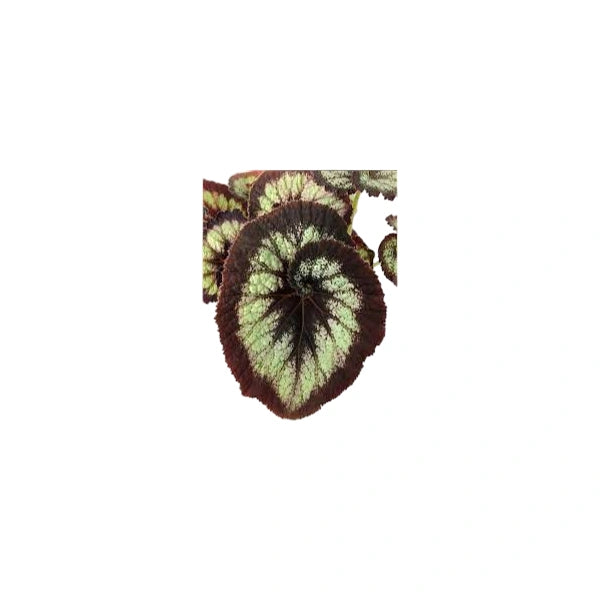 Begonia Jurassic Silver Swirl