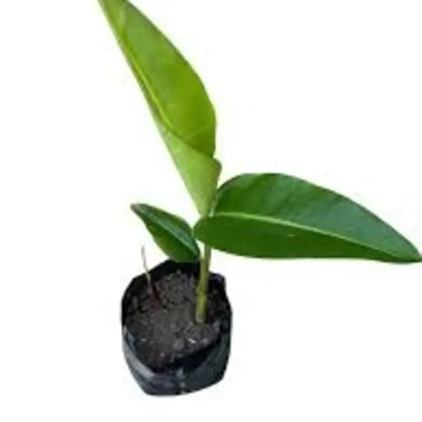 Heliconia Vellerigera