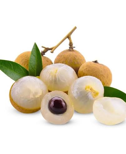 Shogan Longan Fruit Plant - Live Tree - Keyfarm Wayanad