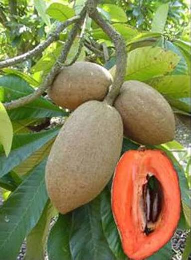Mamey Sapote Plant - Large Tropical Fruit Tree - Keyfarm Wayanad