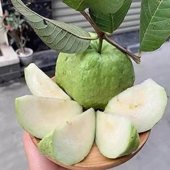 White Diamond Guava Plant - Sweet Fruit Tree - Keyfarm Wayanad