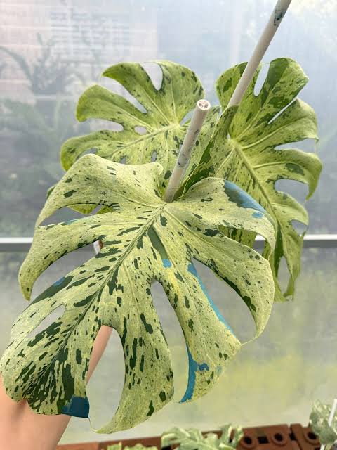 Variegated Micholitz's Palm collector plant – Calyptrocalyx micholitzii rare houseplant – Foliages.in