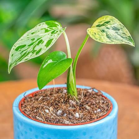 Exotic Micholitz's Palm growth habit – Elegant Bifid Fronds specimen plant – ships across India