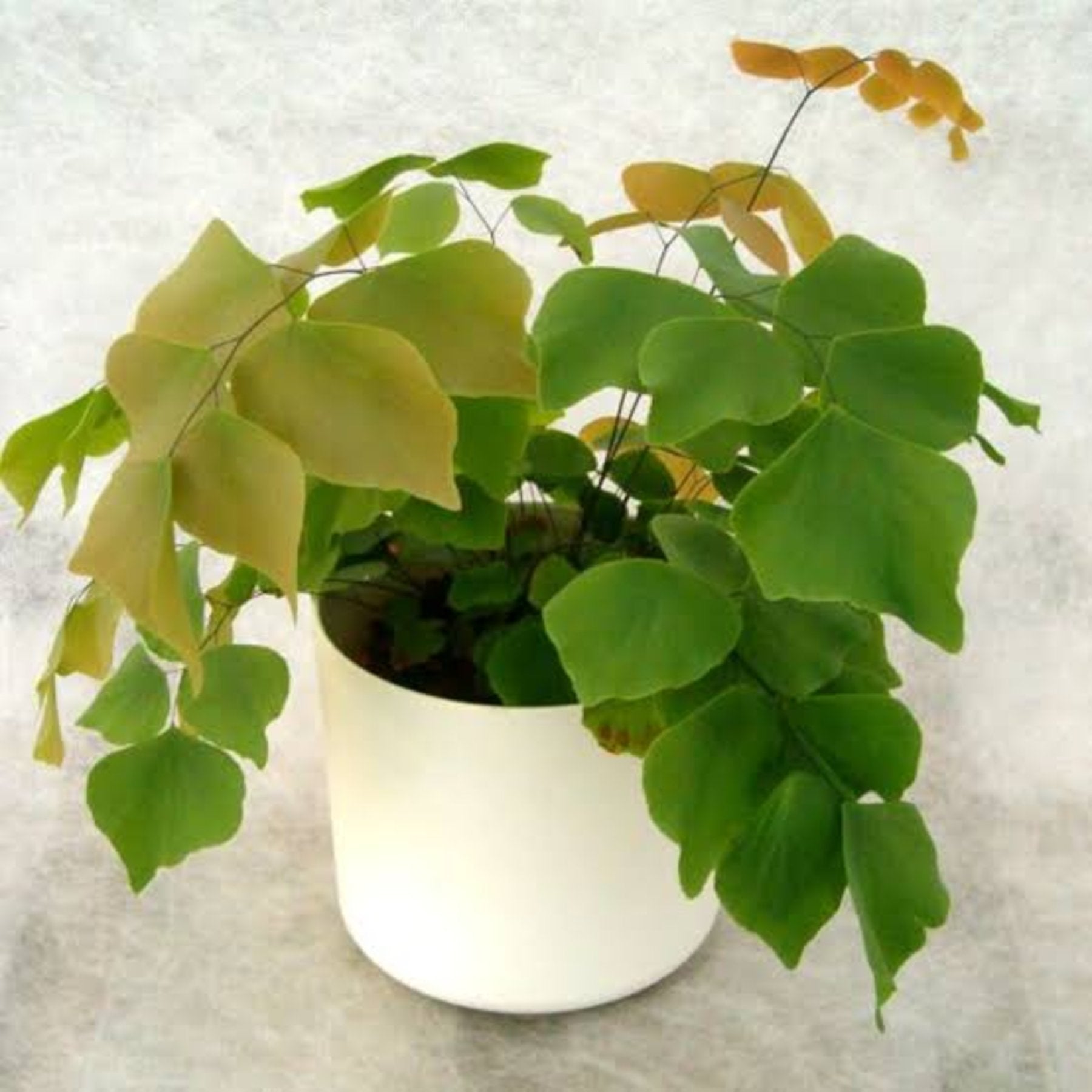 Silver Dollar Fern – delicate silver dollar-like fronds – Foliages India