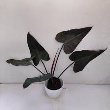Philodendron Black majestic