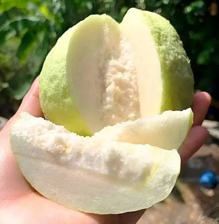 White Diamond Guava Plant - Sweet Fruit Tree - Keyfarm Wayanad